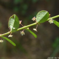 Phyllanthus gardnerianus (Wight) Baill.